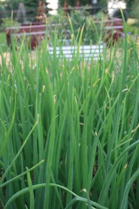 Onions in May
