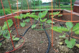 Eggplant enjoying a warm day