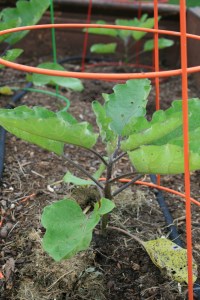 Bianca Rosa Eggplant