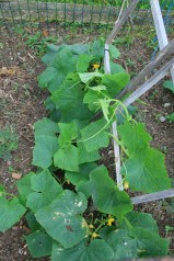 Cucumbers enjoying the sun