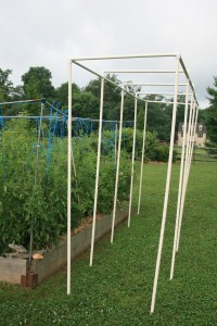 New tomato trellis 