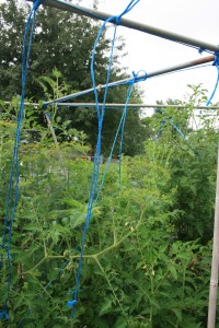 Not so straight tomato trellis