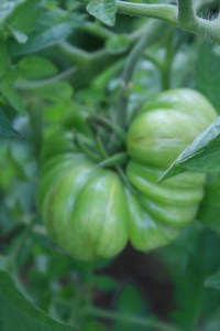 Tiffen Mennonite Tomato