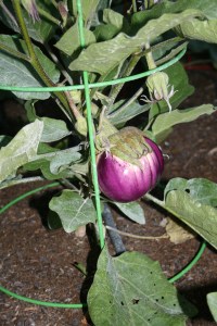 Bianca Rosa Eggplant-July