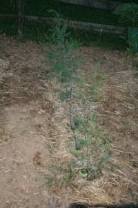 Asparagus Growing-July