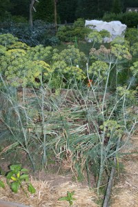 Onions ready for harvest