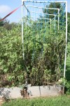 Ratty tomato plants in September