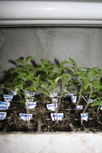 Tomato seedlings in cells