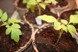 Tomato transplants in peat pots