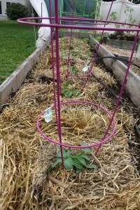 Amish Paste tomatoes