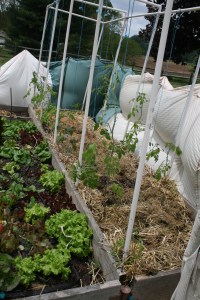 Wind break saves tomatoes