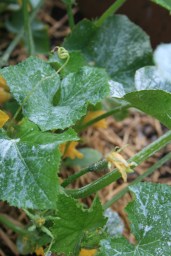 Cucumbers reaching for the sun