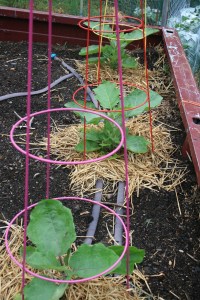 Eggplant in the truck bed