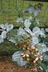 Blackberries on the cane