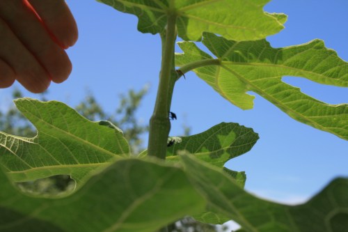 Spotted lantern fly nymph on fig
